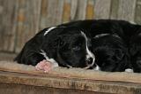 BORDER COLLIE 1547